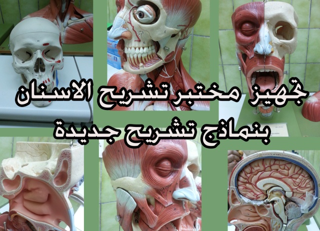 تجهيز مختبر تشريح الاسنان بنماذج تشريح جديدة شكر وتقدير كلية طب الأسنان جامعة بغداد